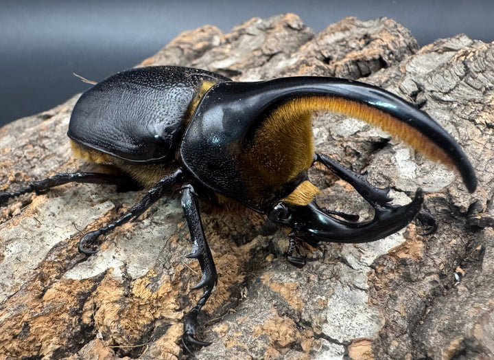 即ブリ《サタンオオカブト 82mm A'品ペア》