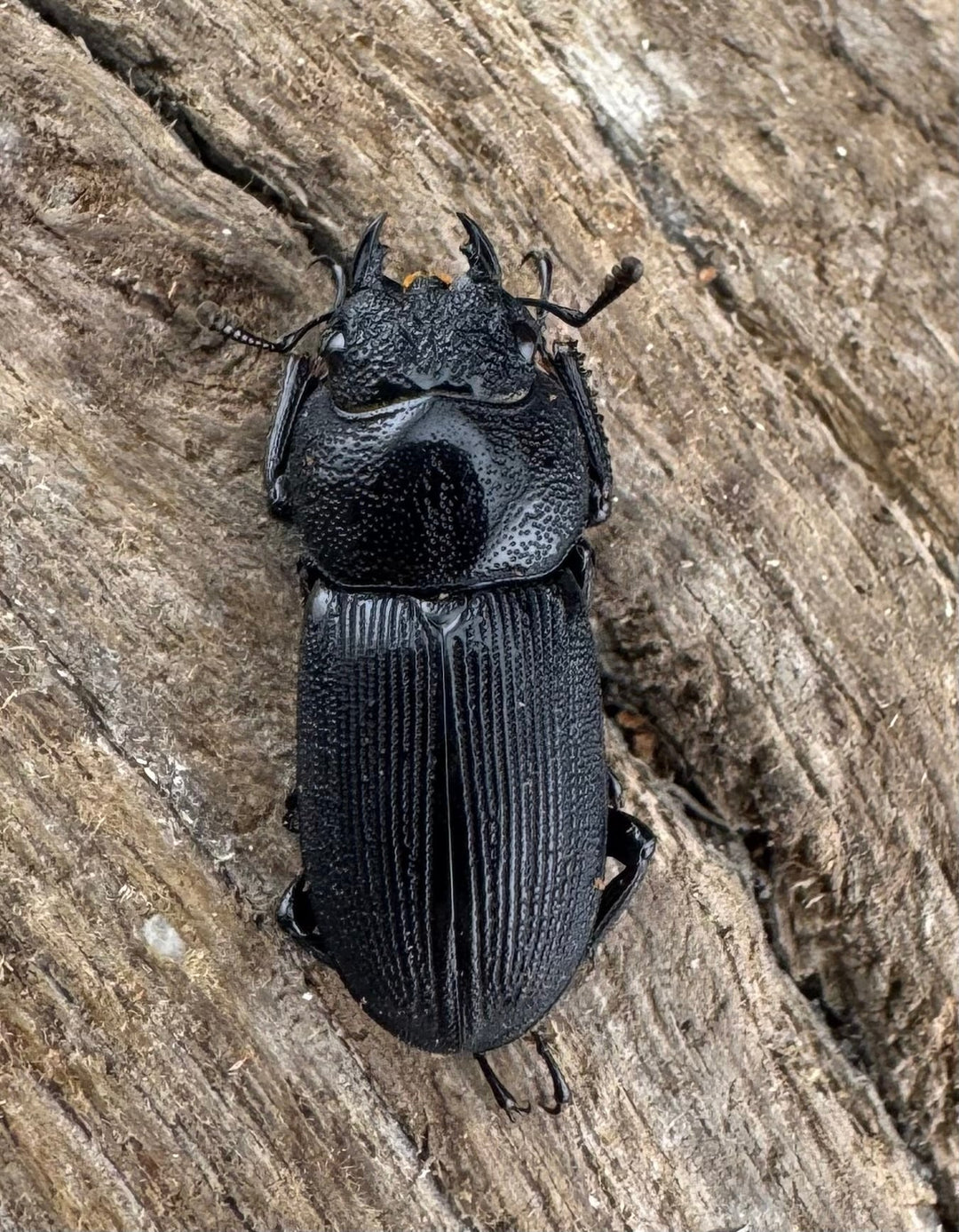 【WD】《スジクワガタ中国亜種 19mm ♀単》