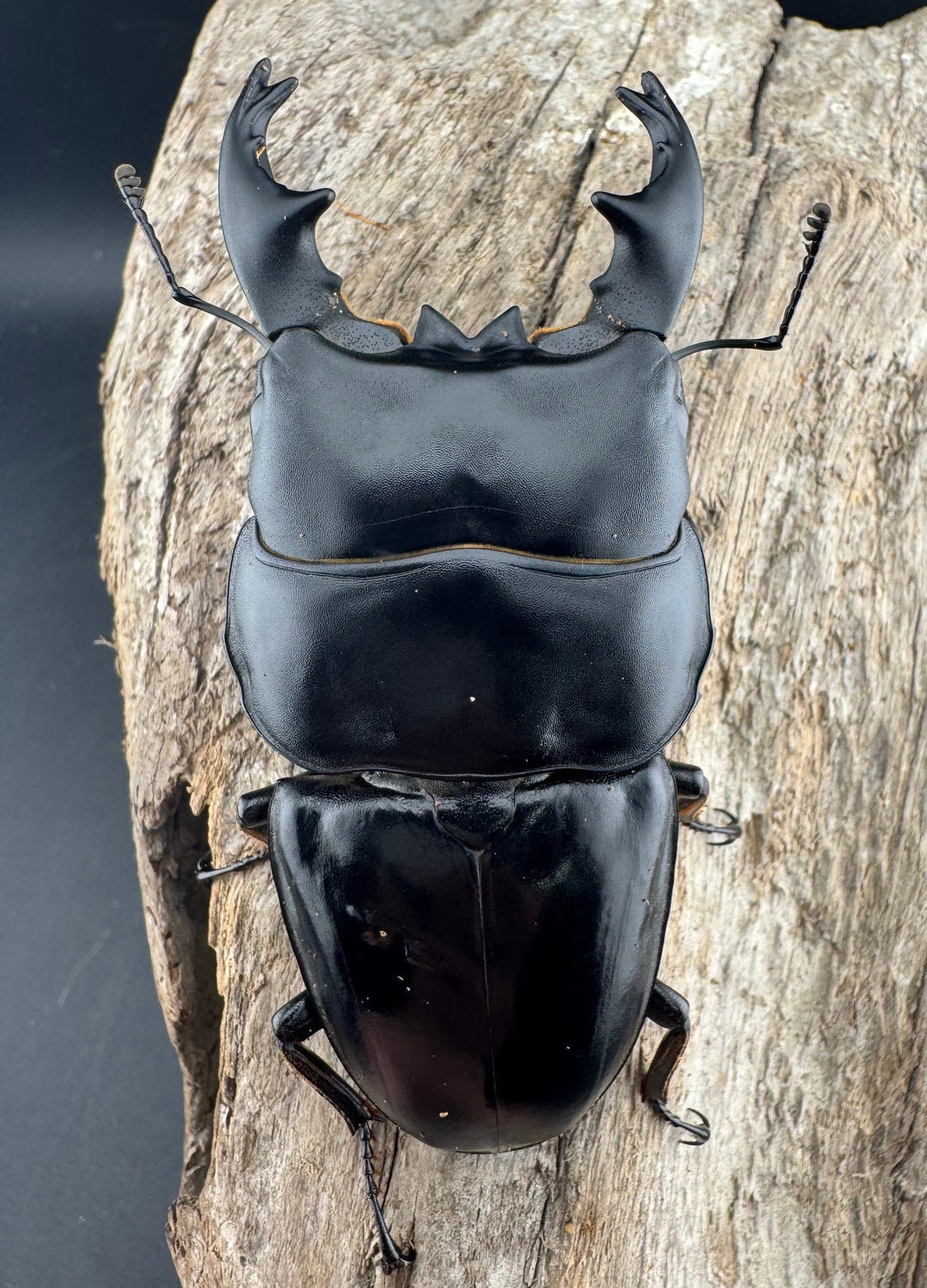 【WD】《アルキデスヒラタ ベンクール産 短歯 84mm 胸幅36mm ペア》