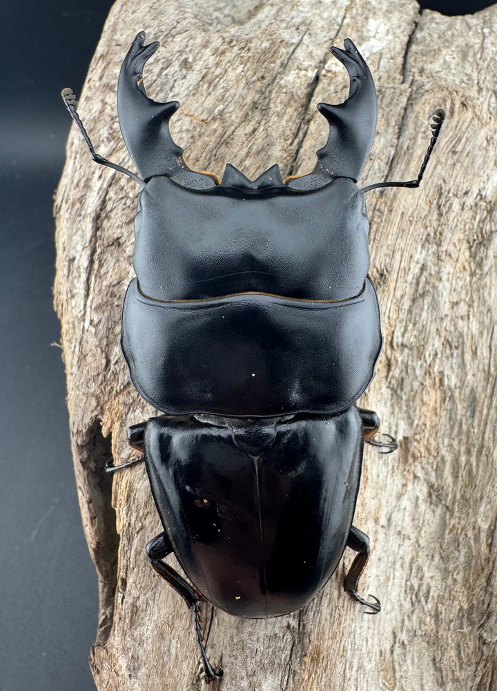 【WD】《アルキデスヒラタ ベンクール産 短歯 84mm 胸幅36mm ペア》