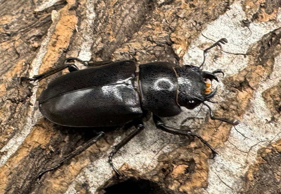 【美麗】《メタリフェルホソアカ 69mm ペア》わたくわ氏ブリード個体