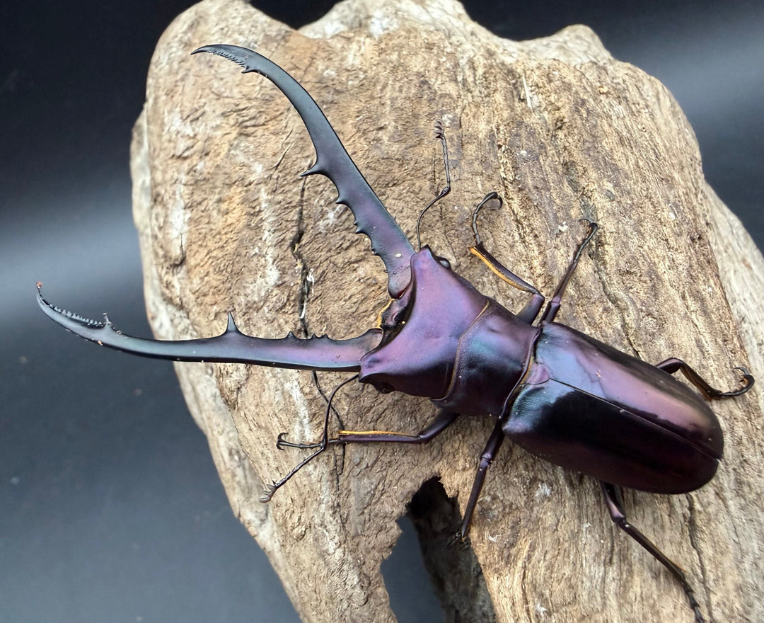 《メタリフェルホソアカ亜種フィナエ パープル系 66.5mm ペア》
