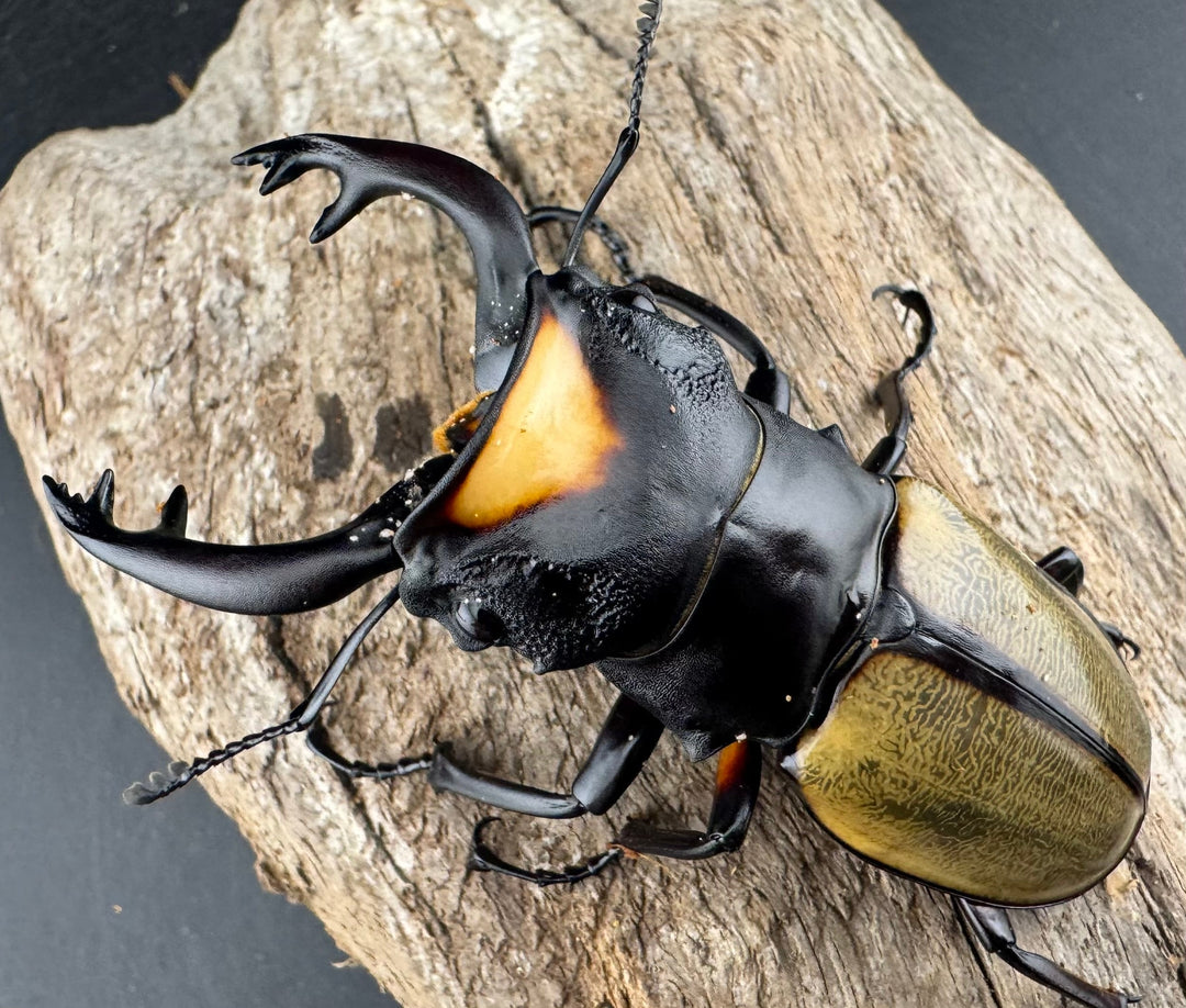 【WD】《ラコダールツヤクワガタ 77mm ペア》