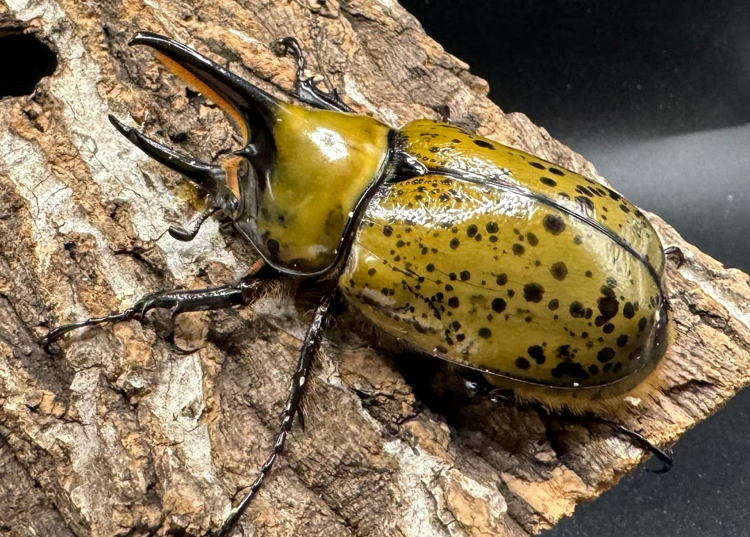 《ミヤシタシロカブト Free ペア》