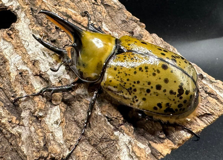 《ミヤシタシロカブト Free ペア》