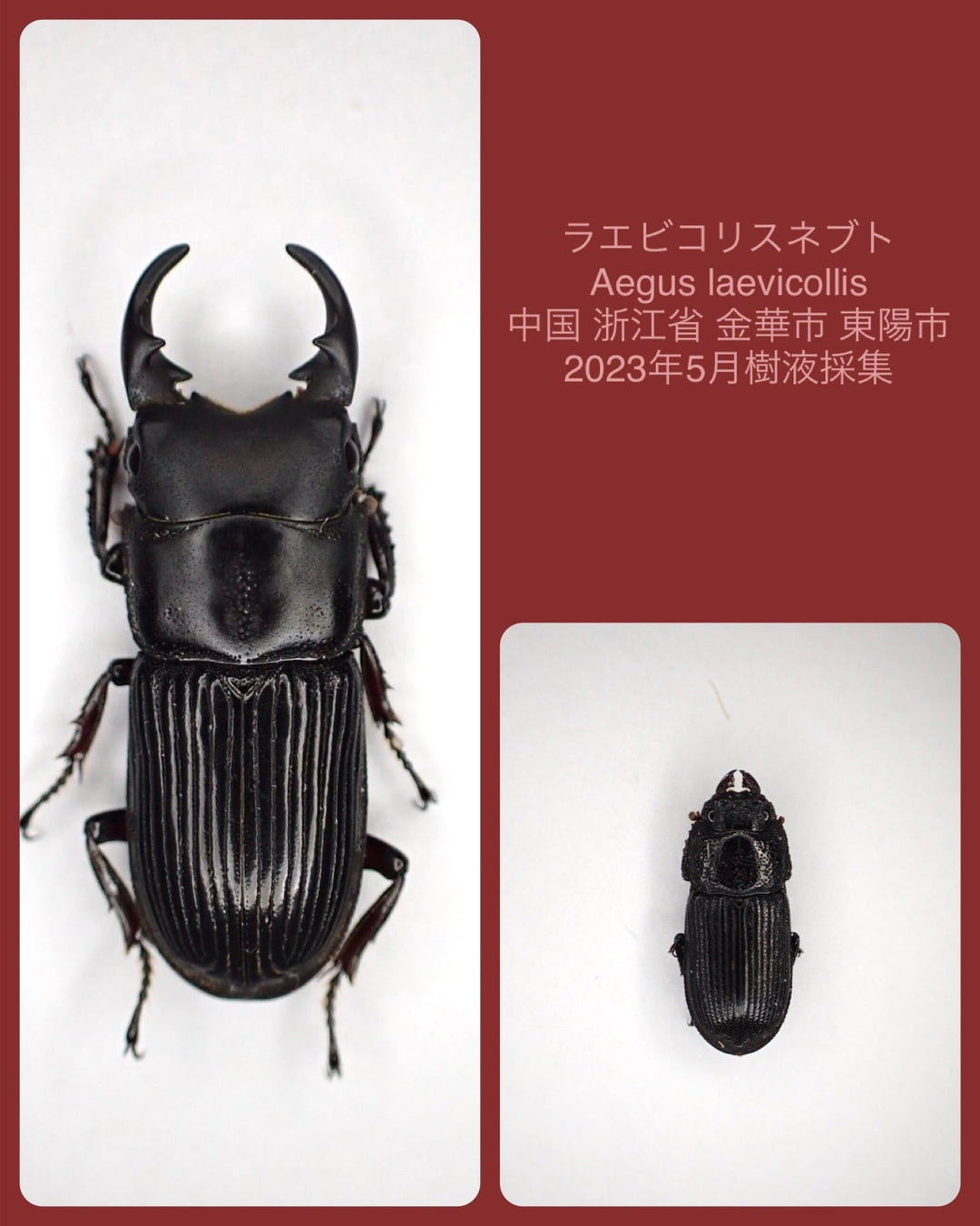 【WD】《ラエビコリスネブト A’品ペア》