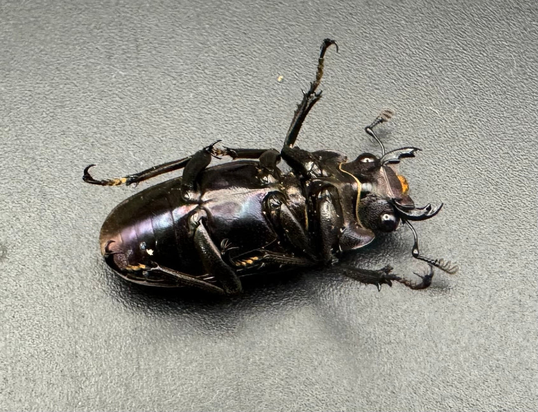 【美麗】《メタリフェルホソアカ 76mm ペア》わたくわ氏ブリード個体