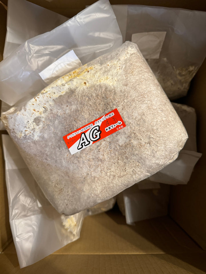 送料無料!!【10袋セット】AG ブロック（オオヒラタケ）