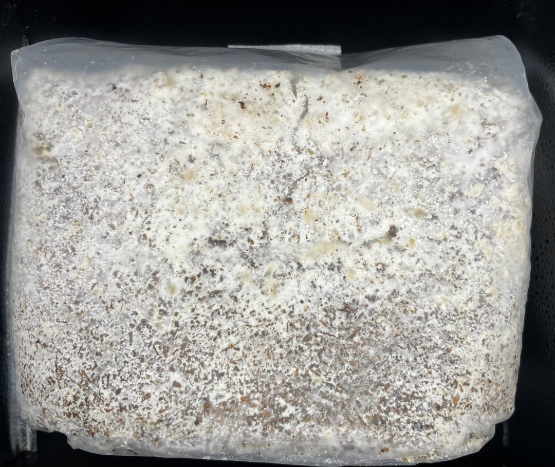 送料無料!!【10袋セット】【KPWオリジナル】オオヒラタケ菌糸ブロック 4000cc