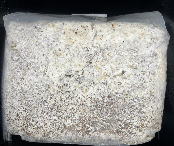 送料無料!!【10袋セット】【KPWオリジナル】オオヒラタケ菌糸ブロック 4000cc