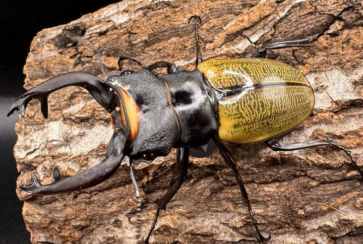 【WD】《スペクタビリスツヤクワガタ 71mm ペア》