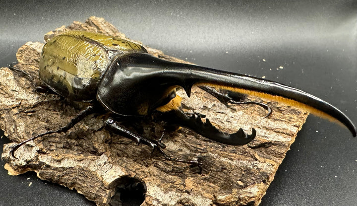 《ヘラクレス・ヘラクレス 129mm ペア》