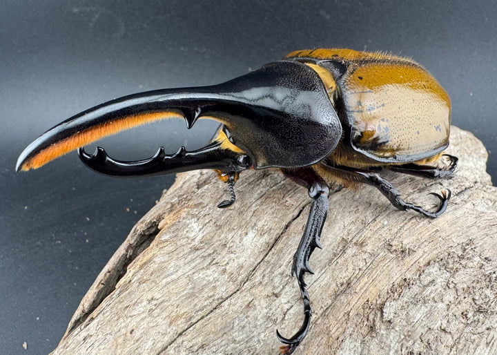 《 ヘラクレス・モリシマイ 煌血統/煌血統アウトライン 100mm ペア》inohiro109氏ブリード個体