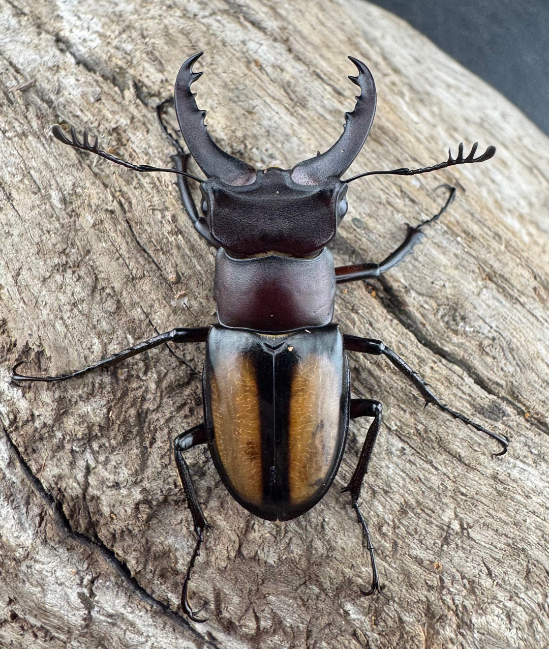 【WD】《パリーミヤマクワガタ 37mm ♂赤タイプ ペア》