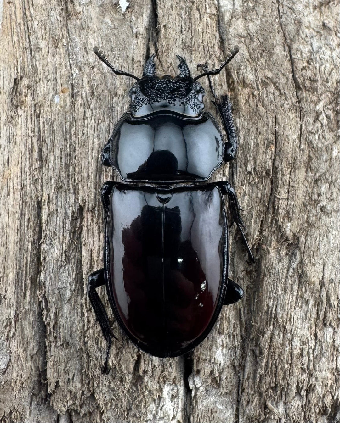 【WD】《オーベルチュールクロツヤシカ 52mm ペア》