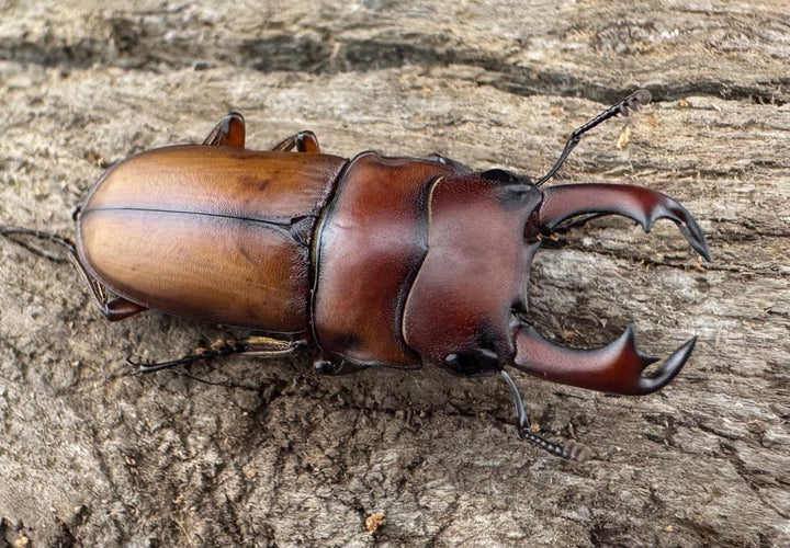 【WD】大型《エレガントゥルスコクワ亜種akaishii 27mm ペア》