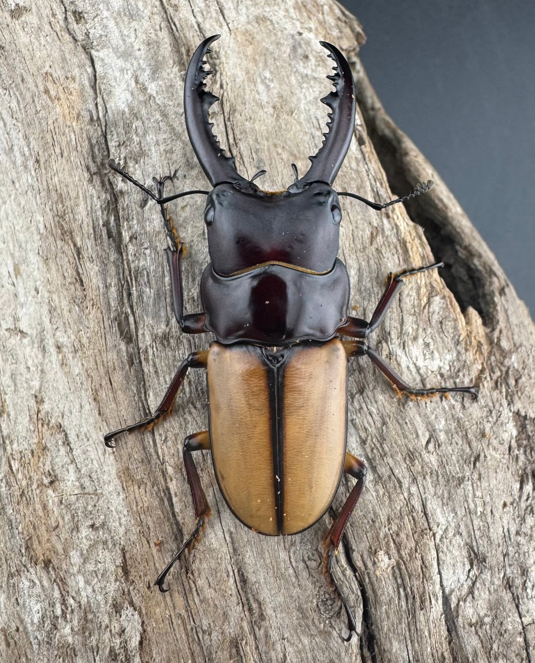 【WF3】《ブルイジンノコギリ原名亜種 49mm ♂単》