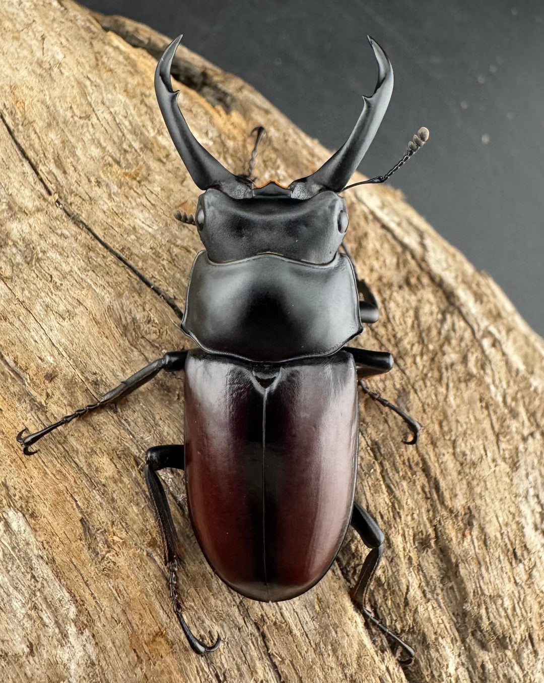 【WD】《ドンキエルコクワ原名亜種 チベット産 53mm ペア》