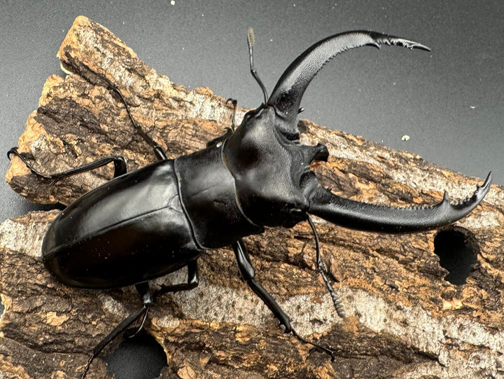 【WD】《リノケロスフタマタクワガタ 86mm ペア》