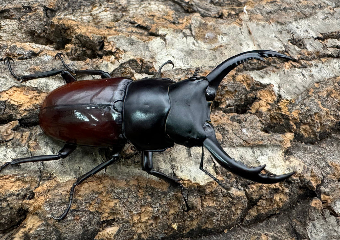 【WF2】《アローコクワ亜種ノブヒロイ 57mm ♂♀♀トリオ》