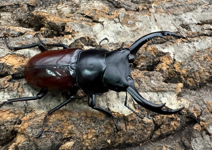 【WF2】《アローコクワ亜種ノブヒロイ 57mm ♂♀♀トリオ》