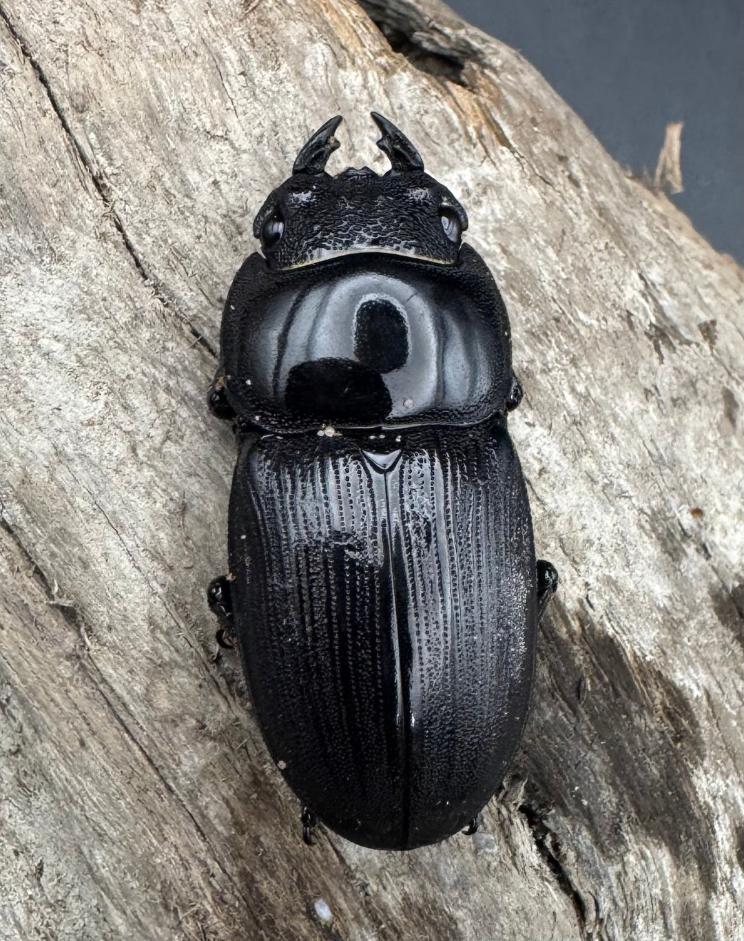 【WD】《パリーオオクワ パロロ パル産 69mm ペア》