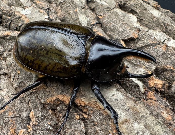 【WF2】《モロンオオカブト 63mm ペア》