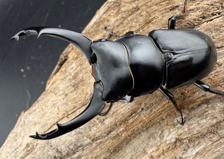 【WD】《ブラナウンコクワ  維西リス族産 61mm ペア》