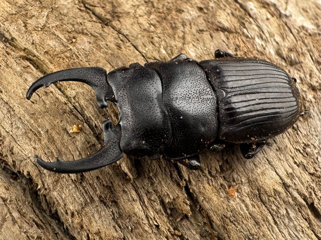 【WD】《インプレッシコリスネブト亜種patprici 27mm ペア》