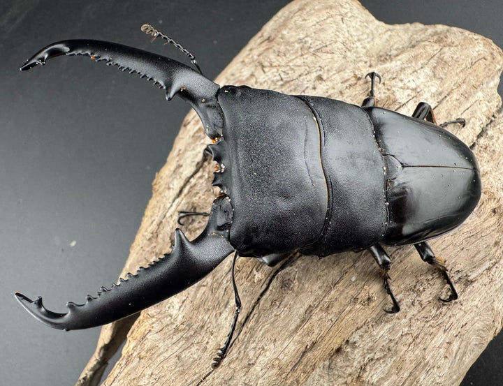 【WD】良型《パラワンオオヒラタ バタラザ産 99.5mm ペア》