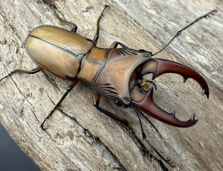 【F0】《エルサホソアカ 剣河県産 36mm ♂♀♀トリオ》