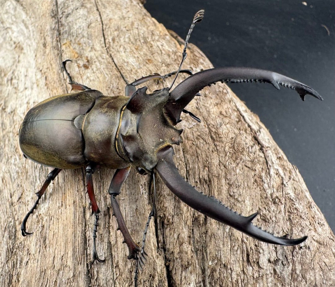 【WD】《ビタリスミヤマクワガタ 71mm ペア》