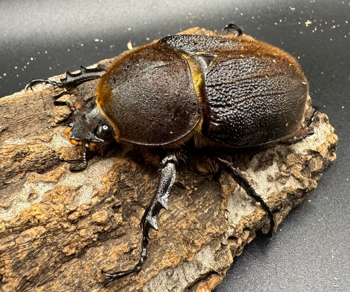 《ヘラクレス・ヘラクレス 152mm ペア》