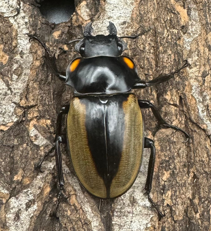 【WD】《ラコダールツヤクワガタ ブラスタギ産 73mm ペア》