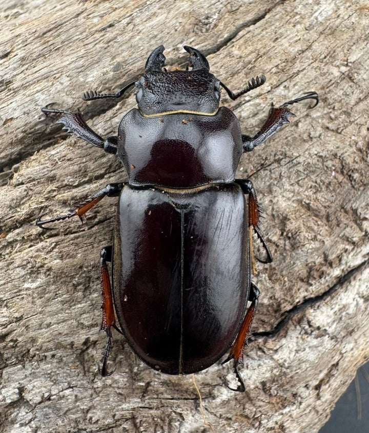 【WD】《イミタトールミヤマ（イミテーターミヤマ） 39.5mm ペア》