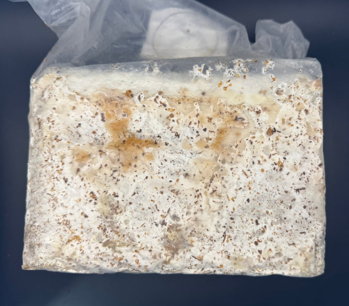 【暁】産卵用レイシ ブロック 3500cc