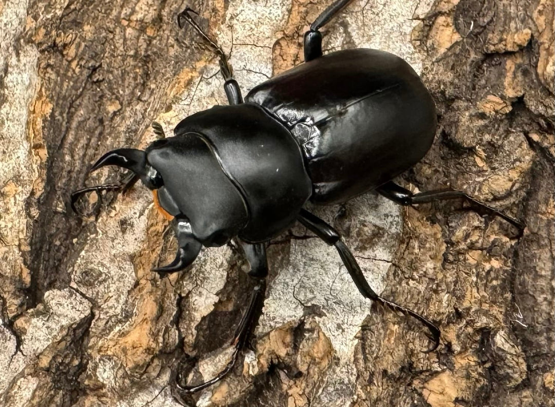 【WD】《ドルクス タオ 30mm ペア》