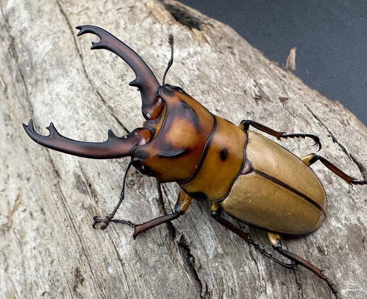 【WD】《オキピタリスノコギリ原名亜種 パロロ パル産 46.5mm ペア》