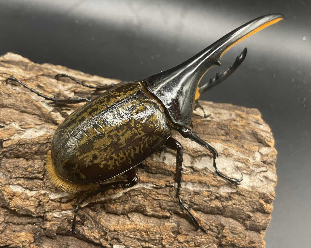 《ヘラクレス・ヘラクレス 126mm ペア》