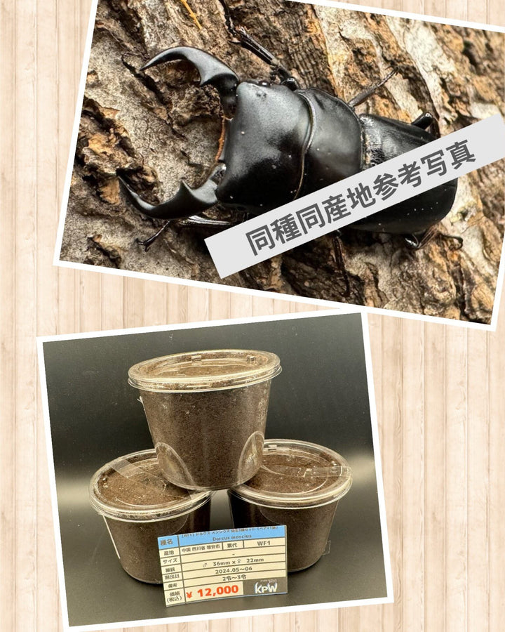 【WF1】《ドルクス メンシウス 幼虫3頭セット（ペア+1頭）》