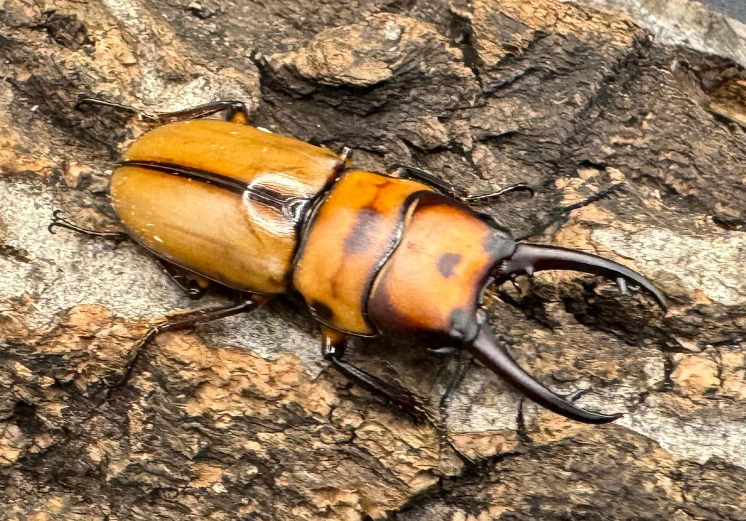 《ブルイジンノコギリ亜種ボーマンス ♂♀♀トリオ》