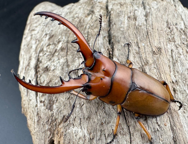 《カスタネウスノコギリ ヒマラヤ東部亜種 49.5mm ペア》