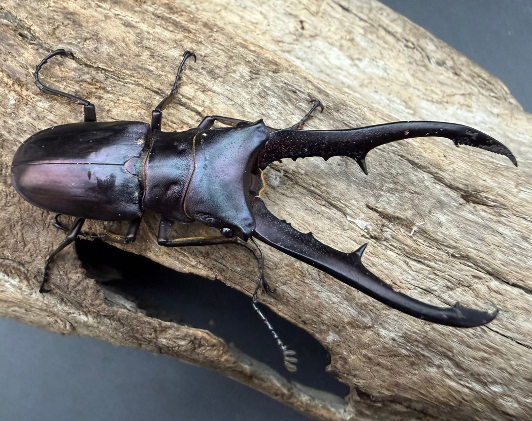 《メタリフェルホソアカ亜種フィナエ パープル系 66.5mm ペア》