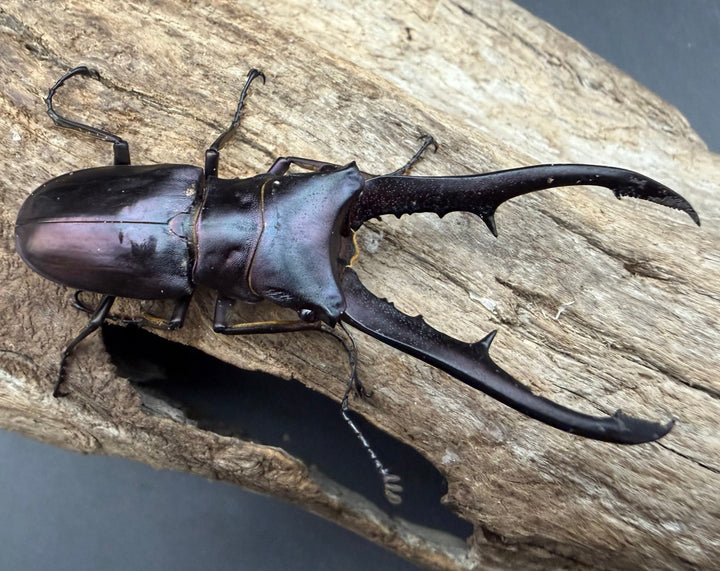 《メタリフェルホソアカ亜種フィナエ パープル系 66.5mm ペア》