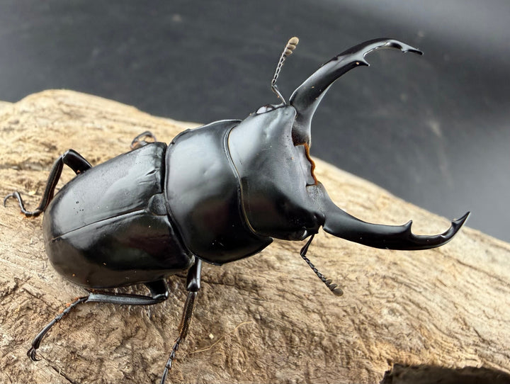 《ネパレンシス ランターン産 53mm ♂♀♀トリオ》