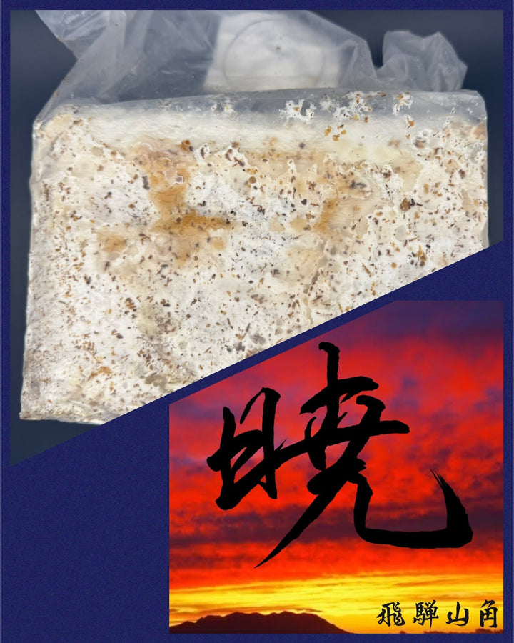 【暁】産卵用レイシ ブロック 3500cc