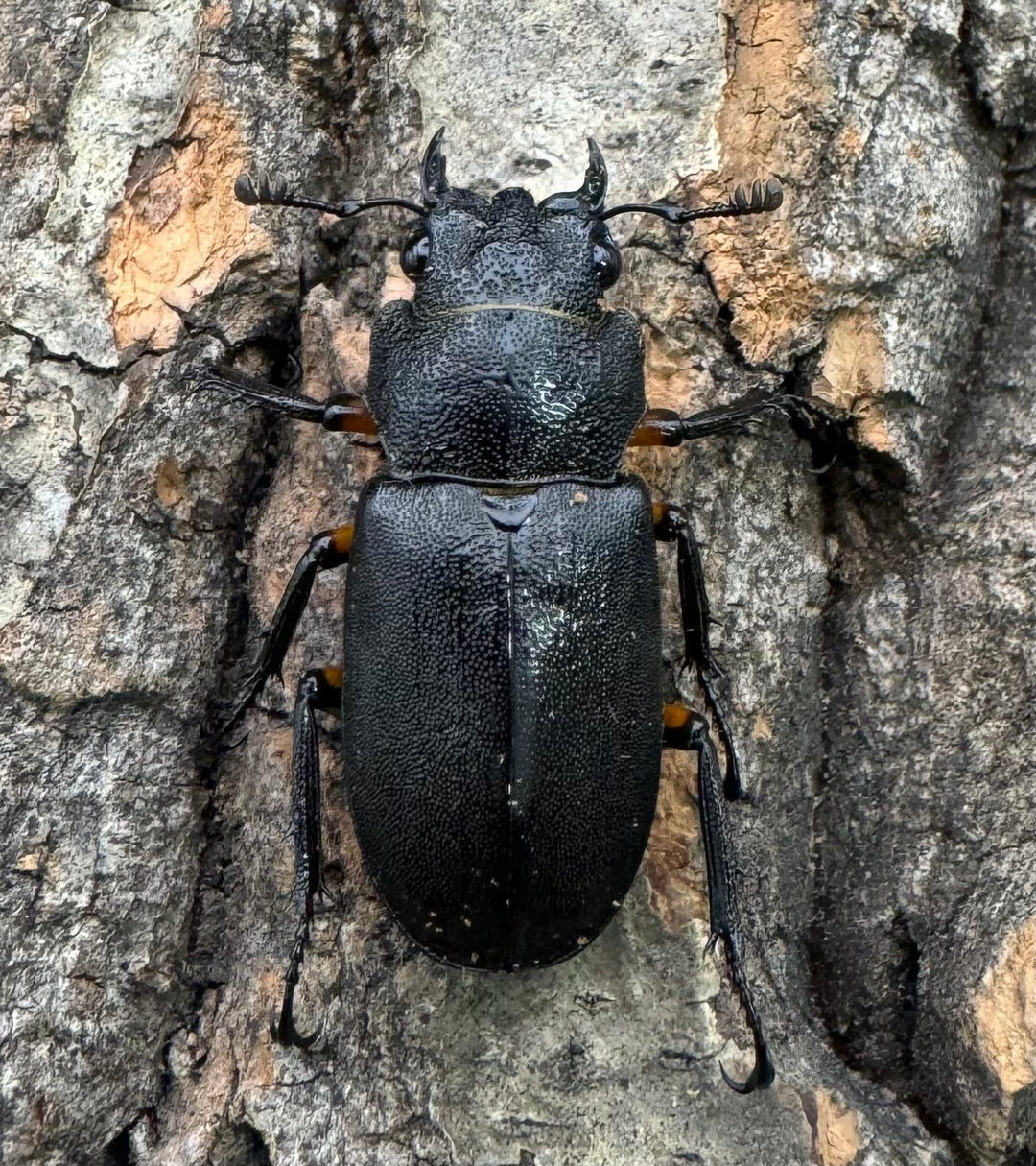 【WD】《エラフスホソアカクワガタ 88.5mm ペア》