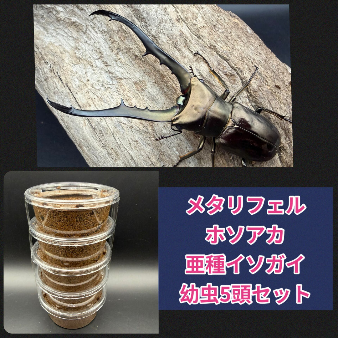 《メタリフェルホソアカ亜種イソガイ 幼虫5頭セット》