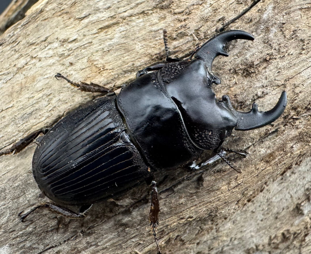 【WF2】《フィリピンネブト亜種バンガイエンシス 30mm ペア》