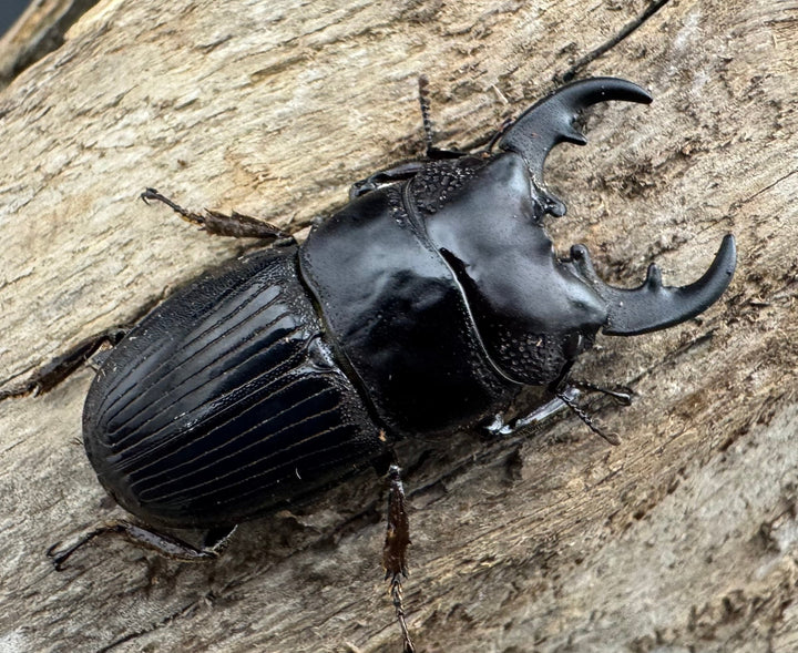 【WF2】《フィリピンネブト亜種バンガイエンシス 30mm ペア》